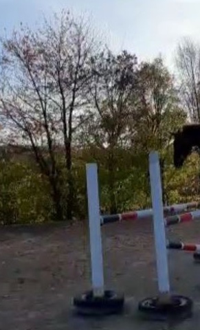 Springparcours LRFV Gesees
