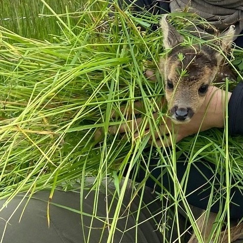 Wärmebilddrohne zur Wildtierrettung