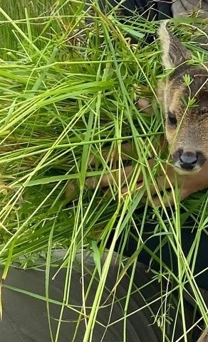 Wärmebilddrohne zur Wildtierrettung