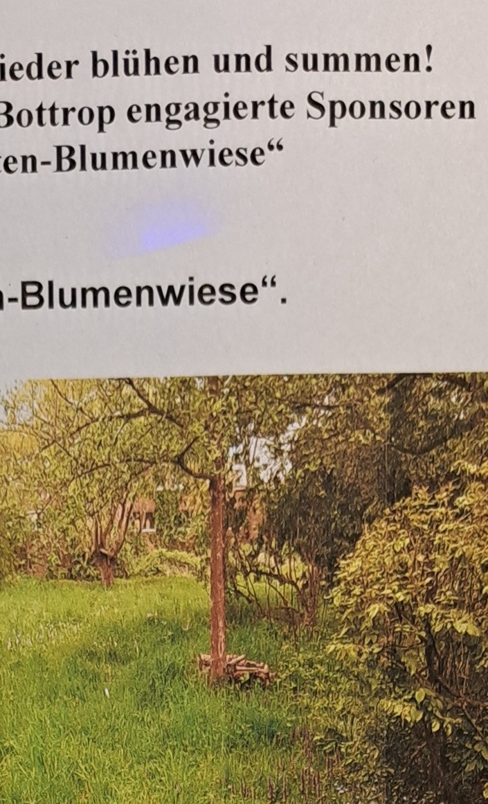 Freischneider für die Nabu Insekten-Blumenwiese