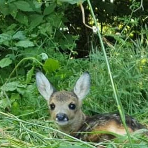 Rehkitz- und Jungwildrettung mit Wärmebilddrohne