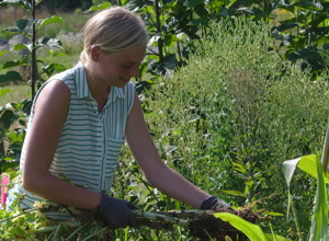 Bayreuths insektenfreundlicher Naturgarten