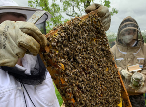 Den Bienen auf der Spur - Praxiskurs für Kinder u. Jugendliche