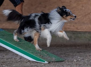 Corona: Wir brauchen Agility-Equipment