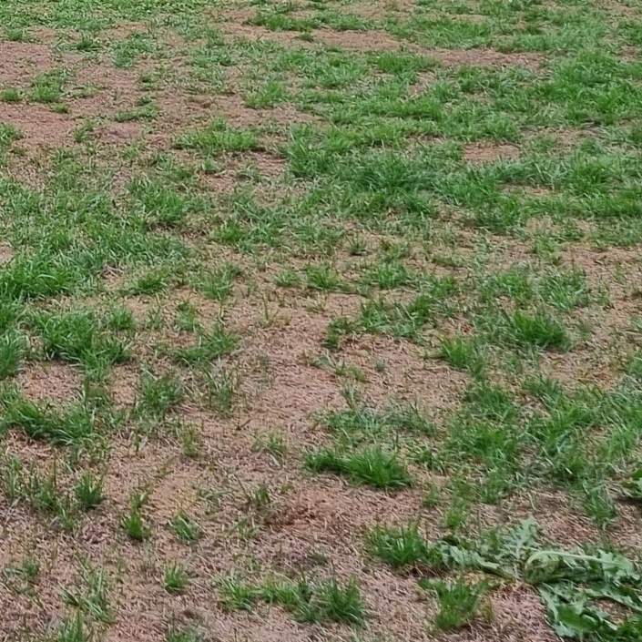 Instandhaltung Naturrasen FC 09 Niederwürzbach e.V.