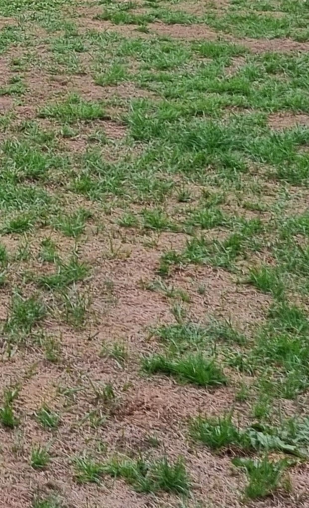 Instandhaltung Naturrasen FC 09 Niederwürzbach e.V.