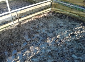 Erneuerung der Paddocks für Voltigierpferde