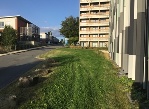 Wild wachsender Mini-Wald