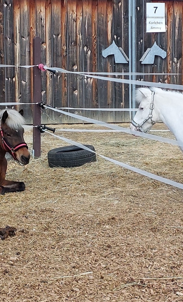 Wegbefestigung Paddocks