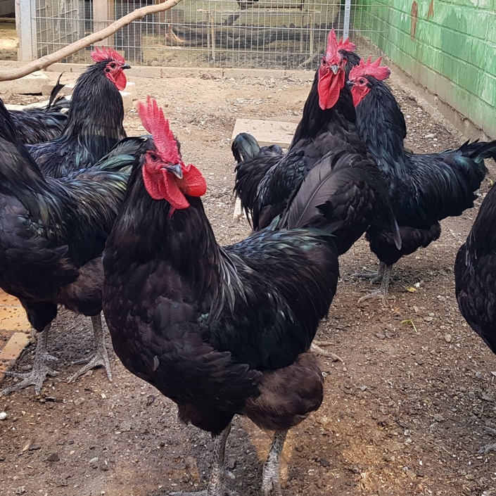 Hühnerparadies im Tierheim Hildesheim