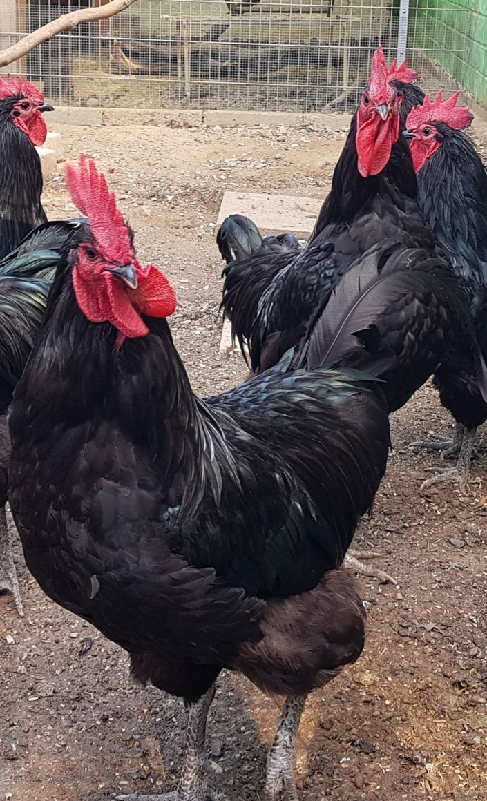 Hühnerparadies im Tierheim Hildesheim