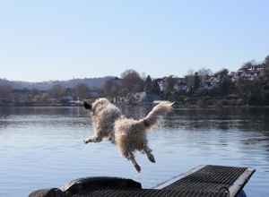 Video - Ein Schlauchboot für den Hundesport
