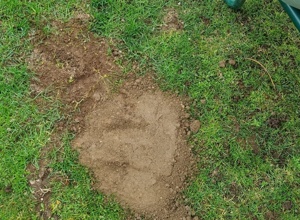 Umzäunung Naturrasen RSH
