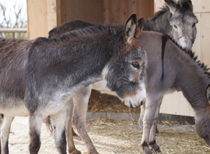 Unsere Esel brauchen einen trockenen Auslauf