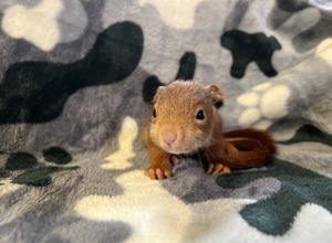 Eichhörnchen Grundversorgung (Futter, Tierarzt)