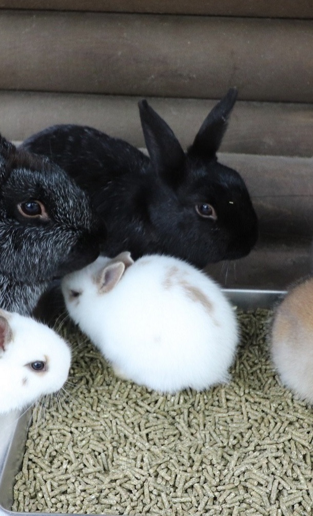 Tierfutter für die Tiere