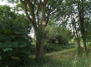 Ein Trittstein für die Natur im Kaupenwiesengraben