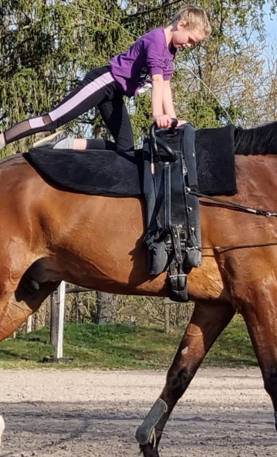 Voltigiergurt