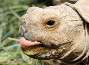 Erste Hilfe für Schildkröten