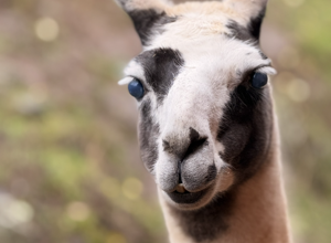 Lamas für die tiergestützte Therapie auf dem Birkenhof