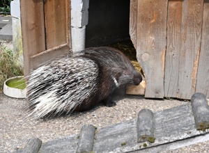 Ein neues Zuhause für Naddel und Dieter