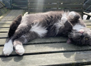 Eine neue Katzenterrasse für unseren Tierschutzhof