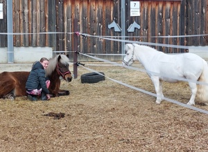 Video - Wegbefestigung Paddocks