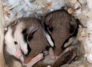 Krankenhaus der Tiere - Trockner und Waschmaschine