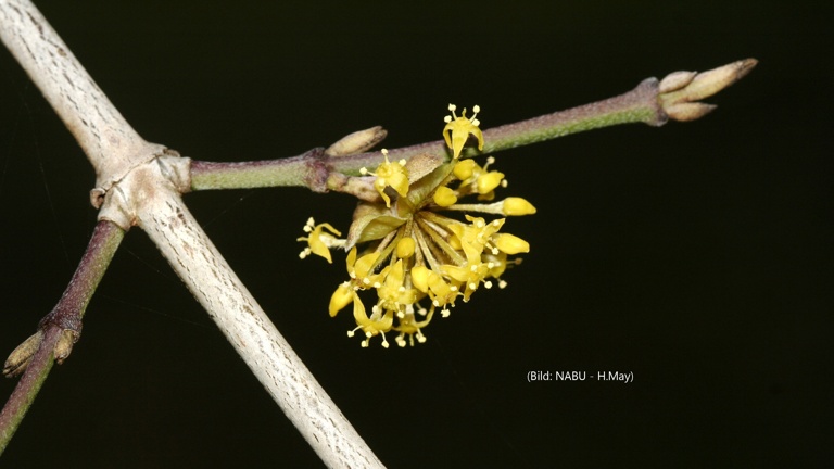Arboretum Pfalzgrafenweiler - Klima- u.  Zukunftsbäume