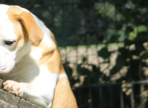 Hundegerätebrücken für die Hunde im Tierheim HS