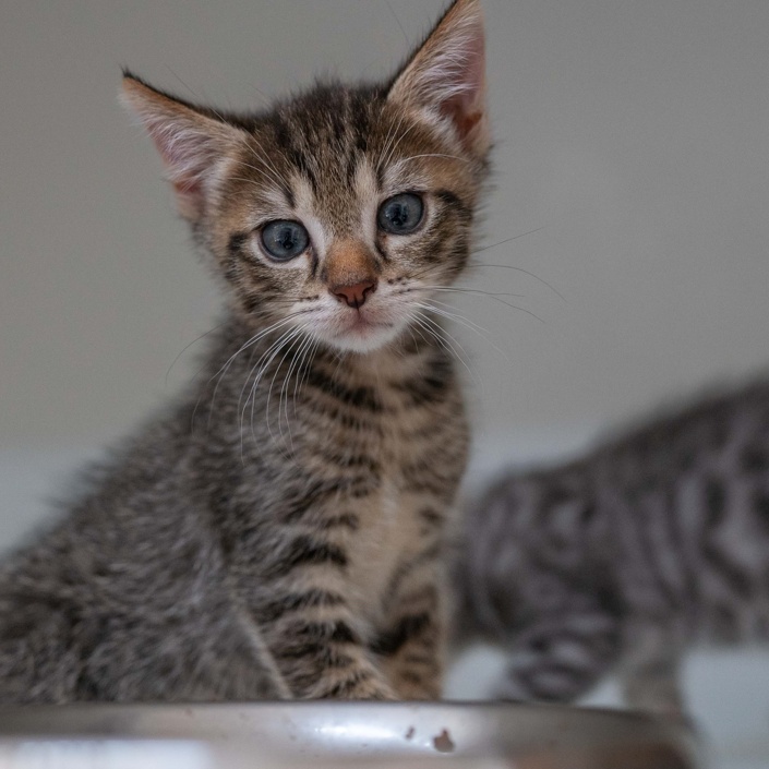 Eine Spülmaschine für das Tierheim Hodenhagen