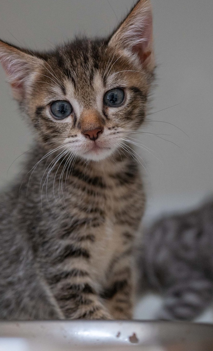 Eine Spülmaschine für das Tierheim Hodenhagen