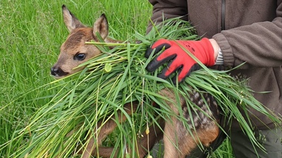Kitze vor dem Mähtod retten