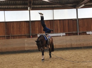 Wir suchen unseren neuen vierbeinigen Teampartner