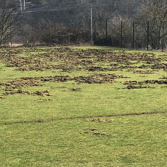 Schutz gegen Wildschweine