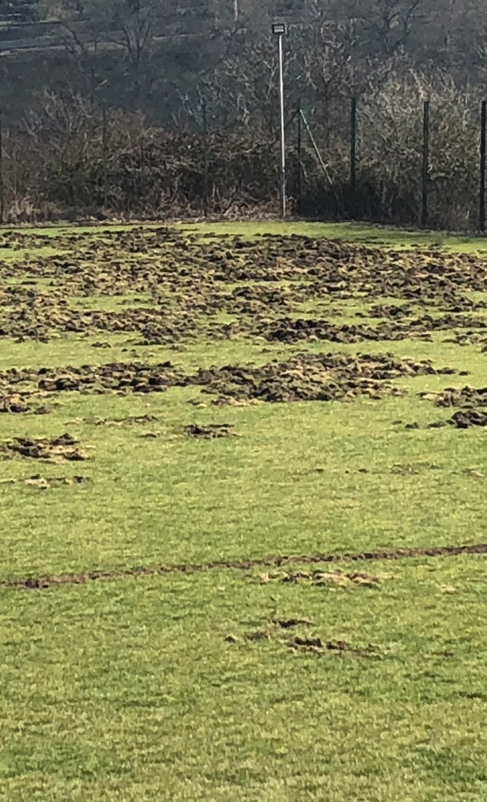 Schutz gegen Wildschweine