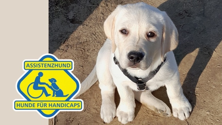 Voll im Leben – Unterstützung für unsere Junghunde