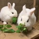 Kaninchen-Pate für ein Jahr