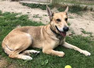 Internat für Hund Heinrich