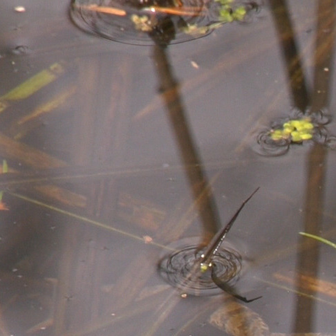 Ein Trittstein für die Natur im Kaupenwiesengraben