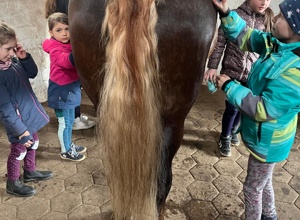 Neues Pferd für unseren Sport