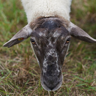 Ein Schaf Wolle, bitte!