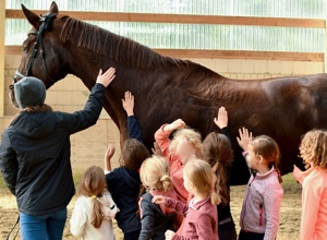 Neues Voltigierpferd für den RSV Neuss-Grimlinghausen e.V.