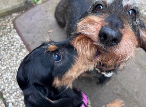 Ohne Dackel wäre es nur ein Club. Rettet unser Zuhause.