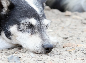 Video - Tiere retten, heilen und vermitteln