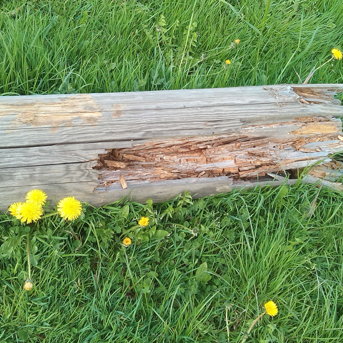 Flutlichtanlage Rasenplatz Linde