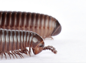 Vivarium Oesede - Neuer Raum sucht neue Technik