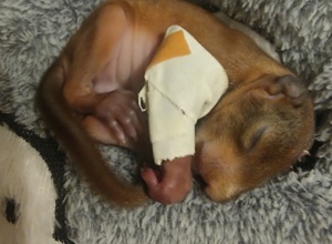 Lebensrettende Inkubatoren für verwaiste Wildtierbabys