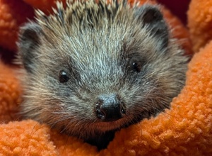 Igelrettung Ortenau braucht zwei Inkubatoren für kranke Igel