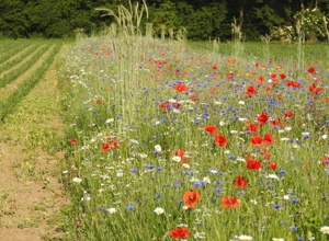 UNsere NAtur, Naturschutzprojekt im Kreis Unna